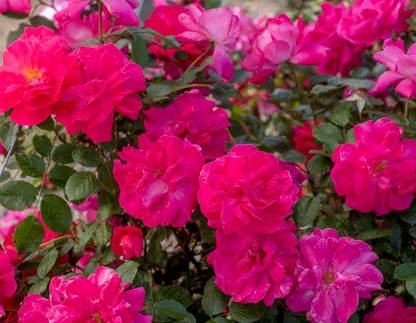 Rose - Radler- Climbing - Highwire Flyer