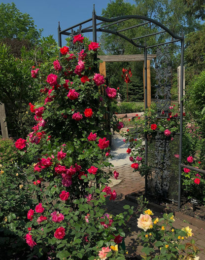 Rose - Radler- Climbing - Highwire Flyer