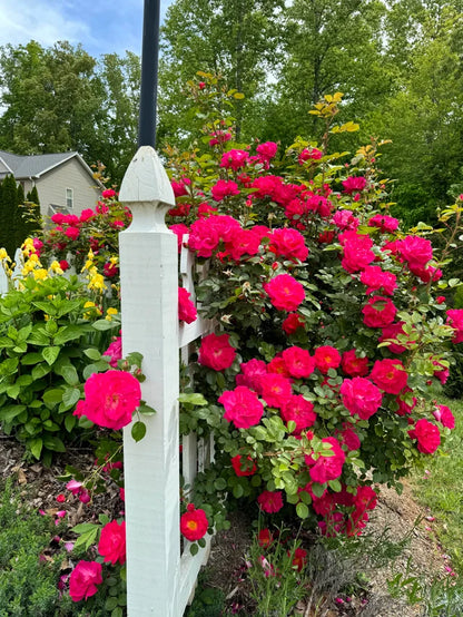 Rose - Radler- Climbing - Highwire Flyer