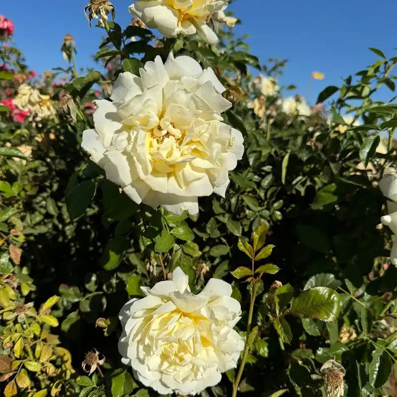 Rose - Holiday Island "Rarotonga"
