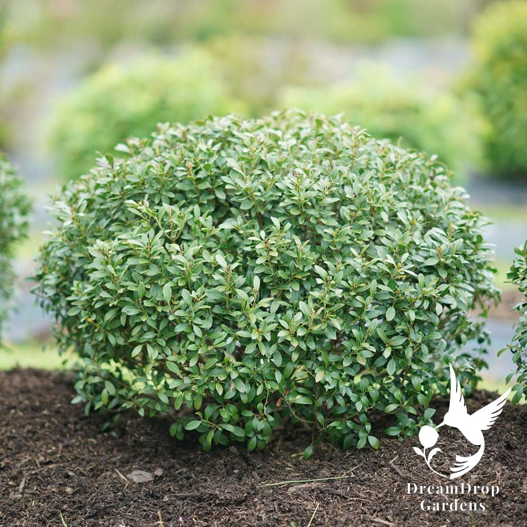 Holly - Strongbox — DreamDrop Gardens photo 1