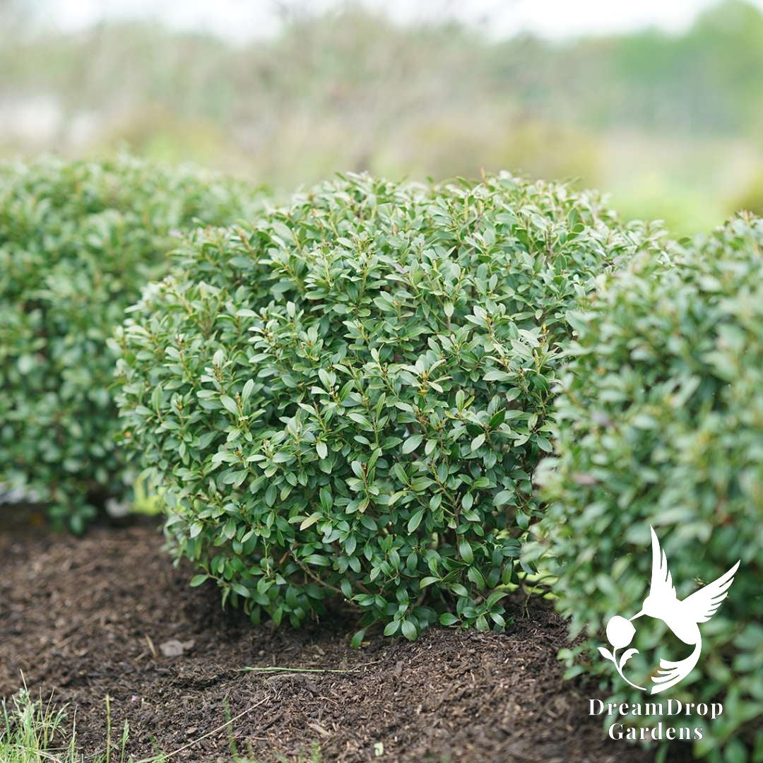 Holly - Strongbox — DreamDrop Gardens photo 2
