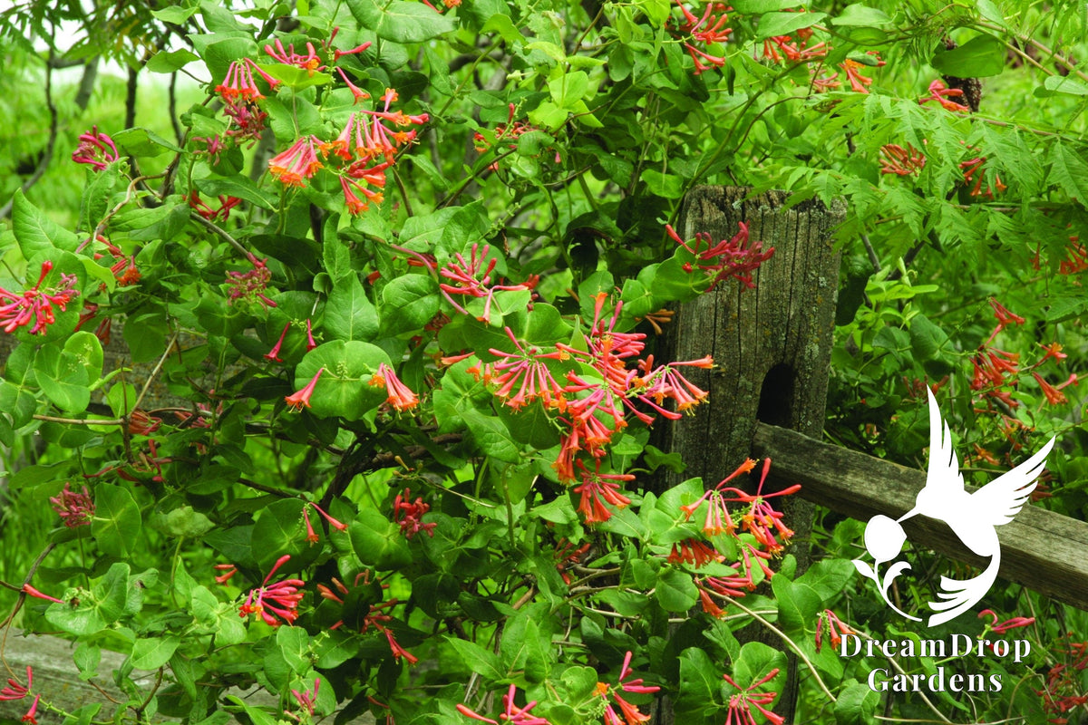 Honeysuckle - Dropmore Scarlet — DreamDrop Gardens photo 1
