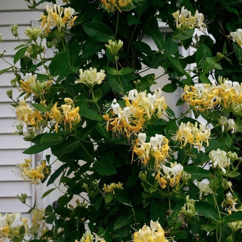 Honeysuckle - Scentsation