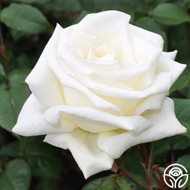 Rose - Honor