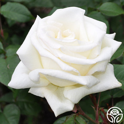 Rose - Honor