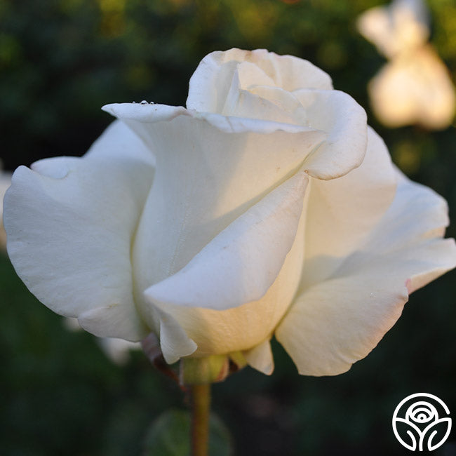 Rose - Honor
