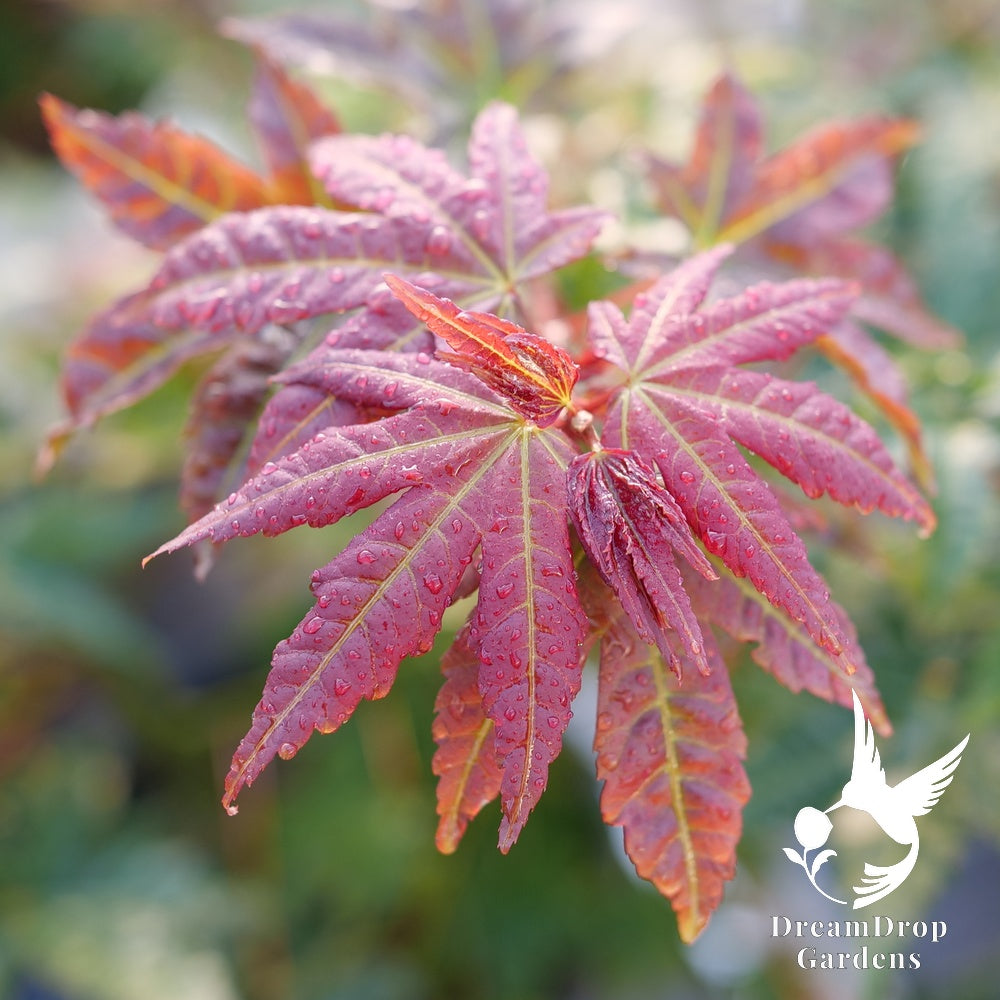 Japanese Maple - Hot Chana — DreamDrop Gardens photo 1