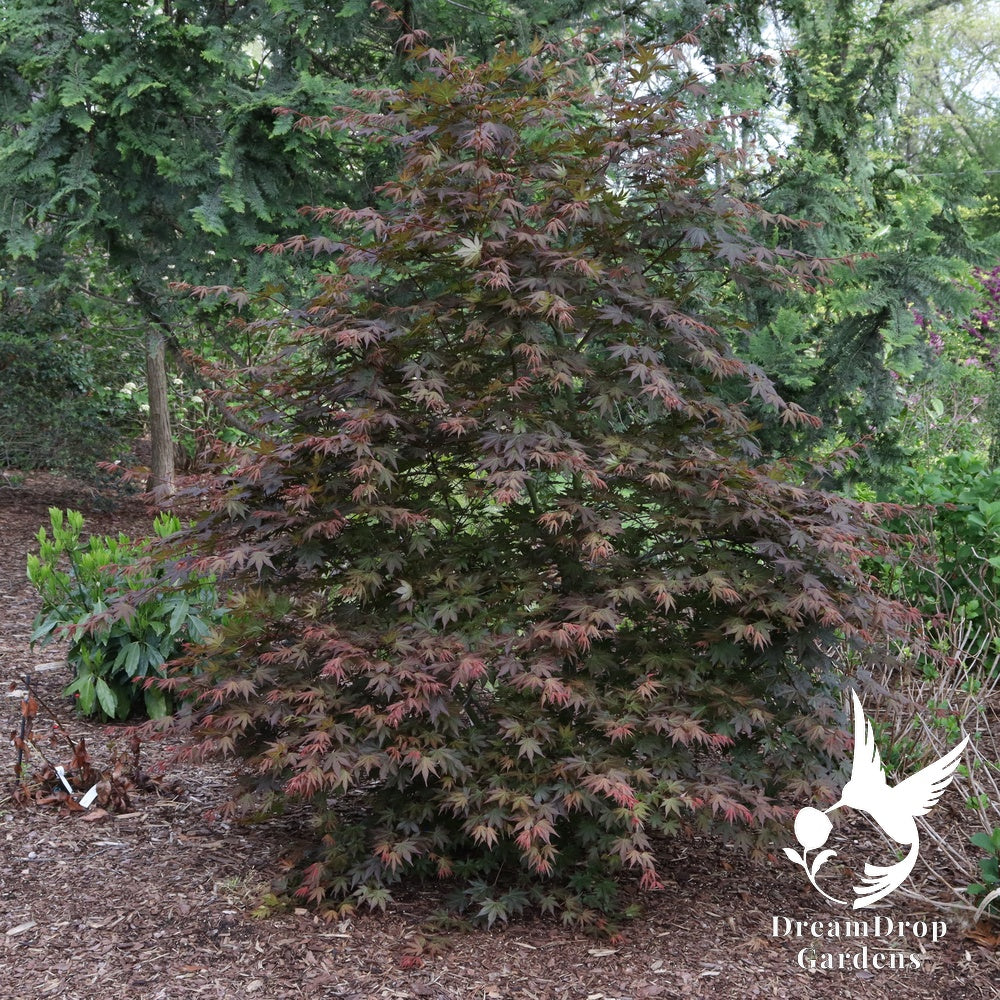 Japanese Maple - Hot Chana — DreamDrop Gardens photo 2