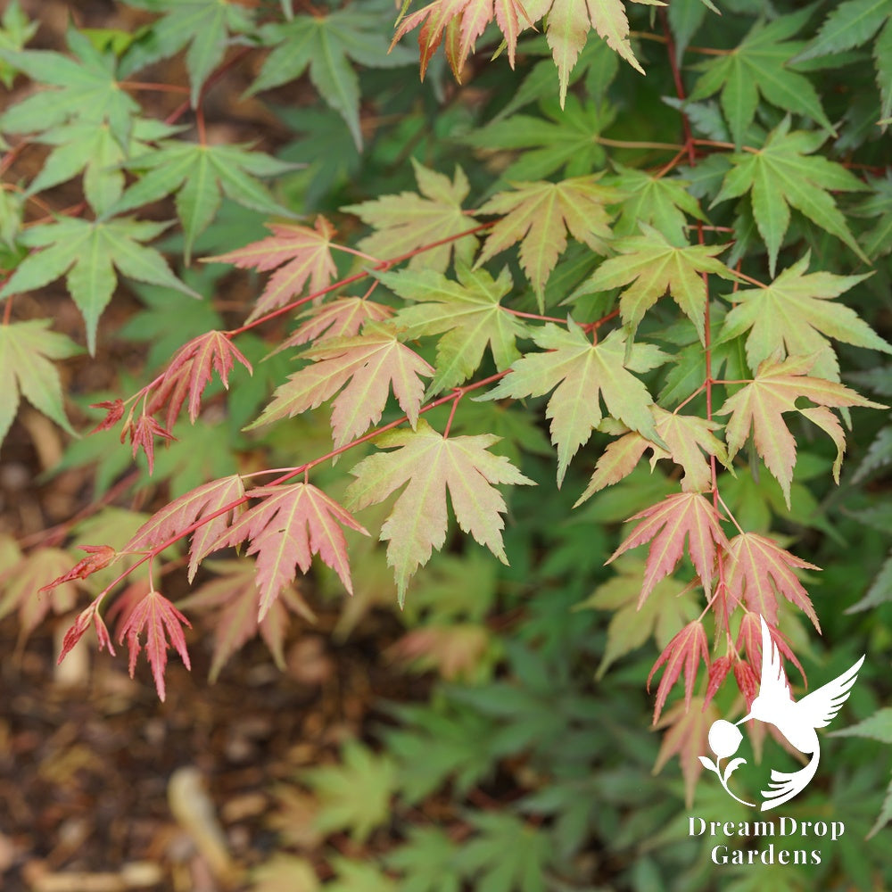 Japanese Maple - Hot Chana — DreamDrop Gardens photo 3