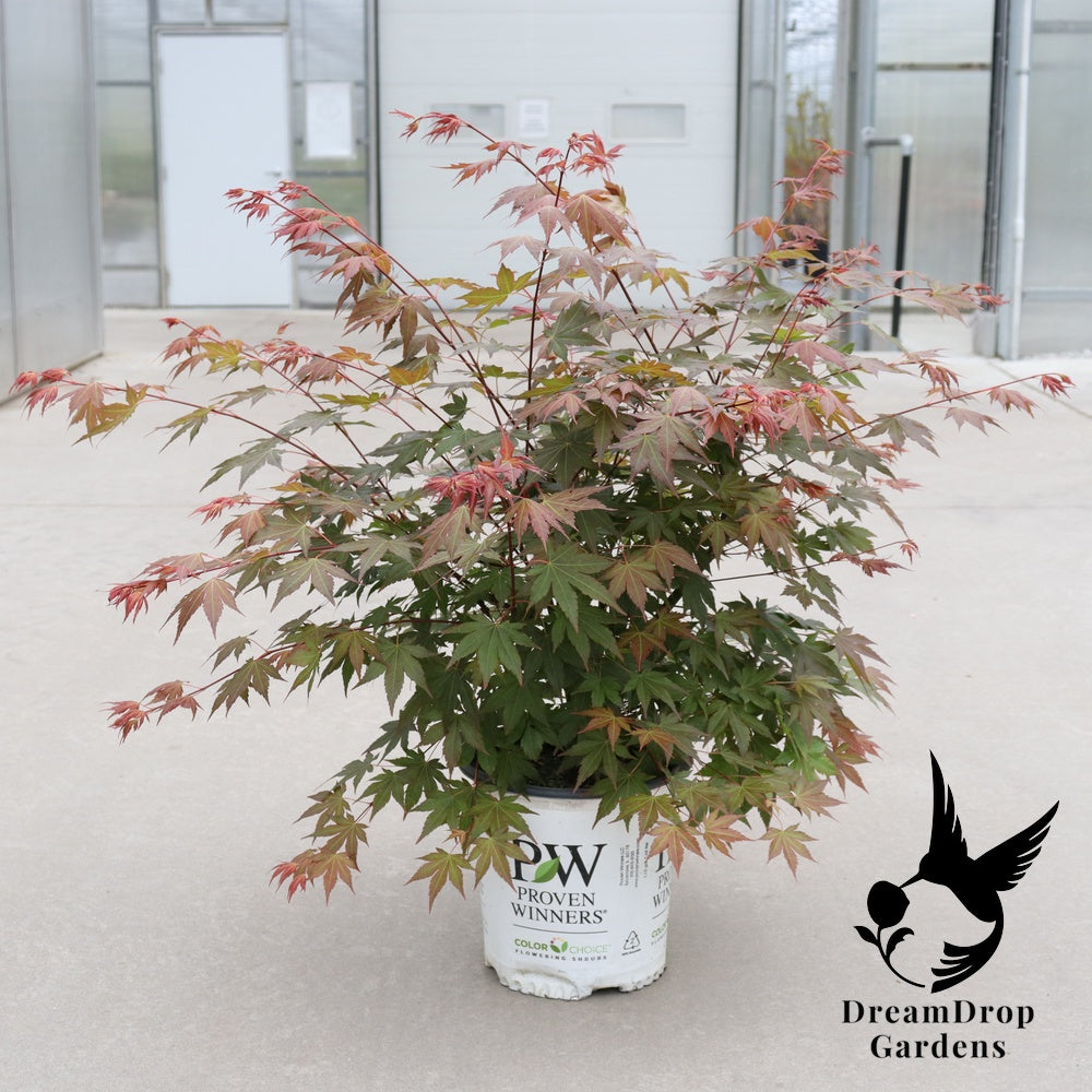 Japanese Maple - Hot Chana — DreamDrop Gardens photo 4