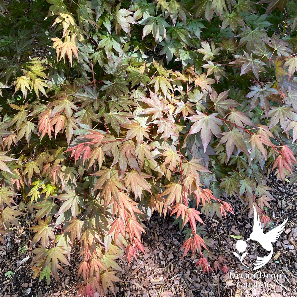 Japanese Maple - Hot Chana — DreamDrop Gardens photo 5