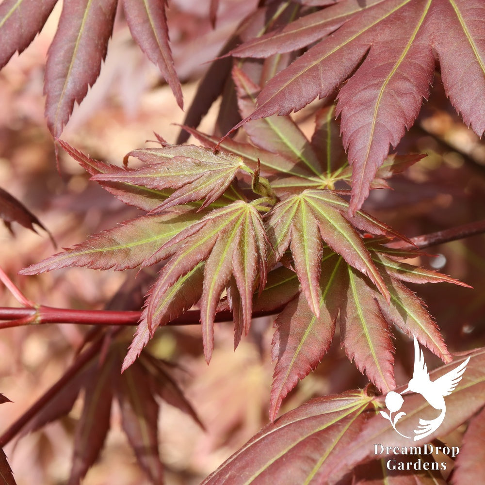 Japanese Maple - Hot Chana — DreamDrop Gardens photo 6