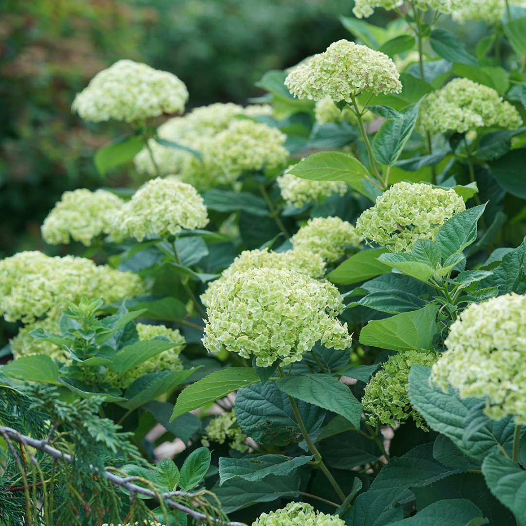 Smooth Hydrangea - INVINCIBELLE SUBLIME
