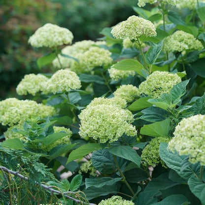 Smooth Hydrangea - INVINCIBELLE SUBLIME
