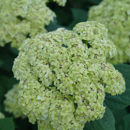 Smooth Hydrangea - INVINCIBELLE SUBLIME