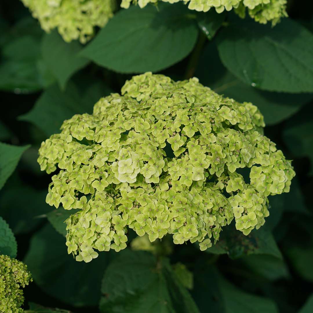 Smooth Hydrangea - INVINCIBELLE SUBLIME