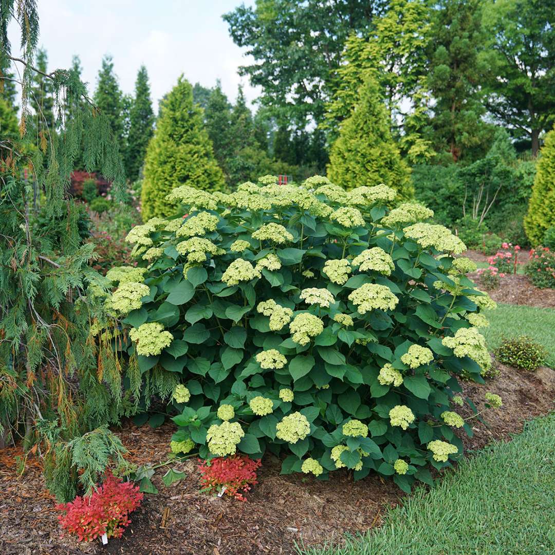 Smooth Hydrangea - INVINCIBELLE SUBLIME