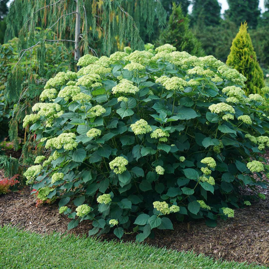 Smooth Hydrangea - INVINCIBELLE SUBLIME