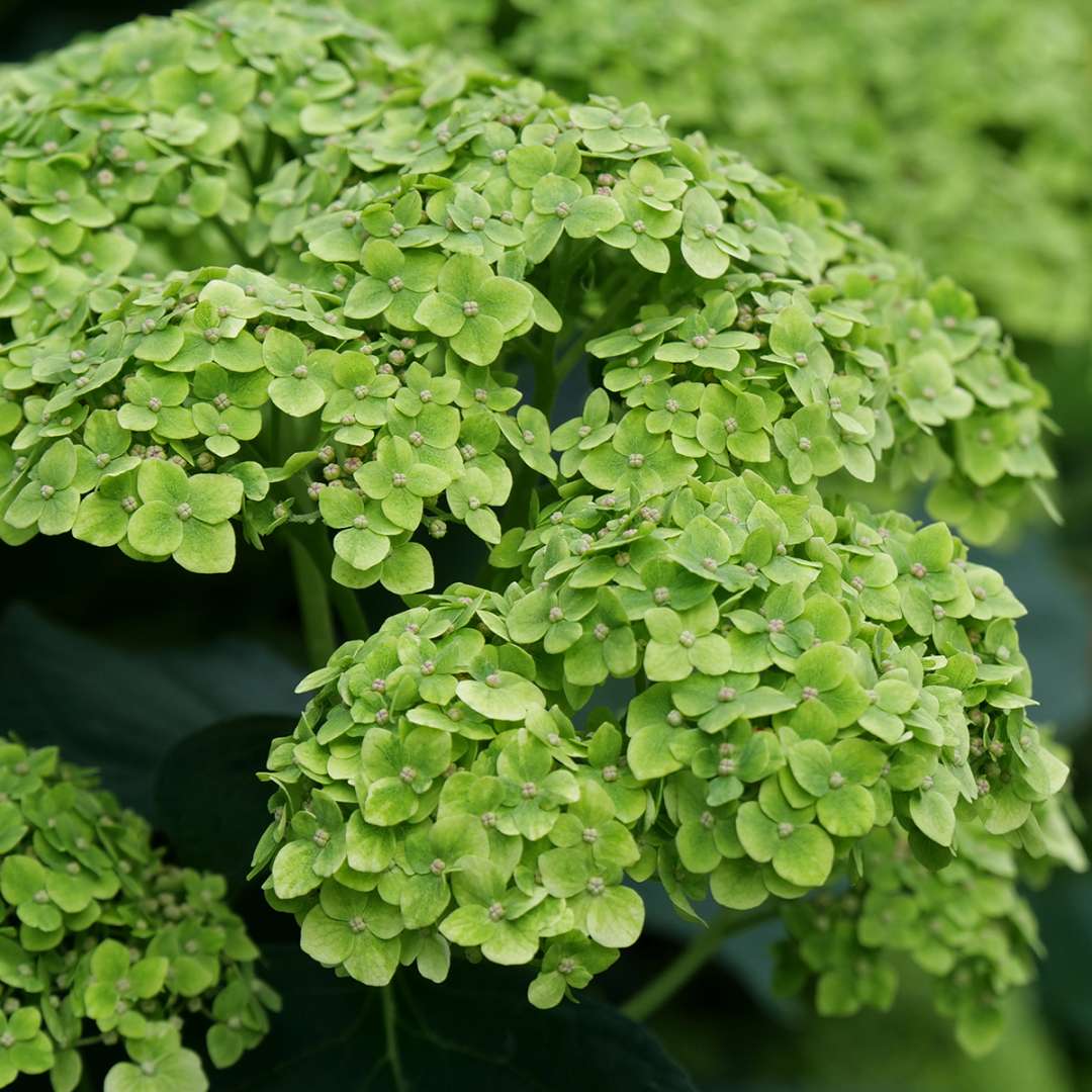 Smooth Hydrangea - INVINCIBELLE SUBLIME