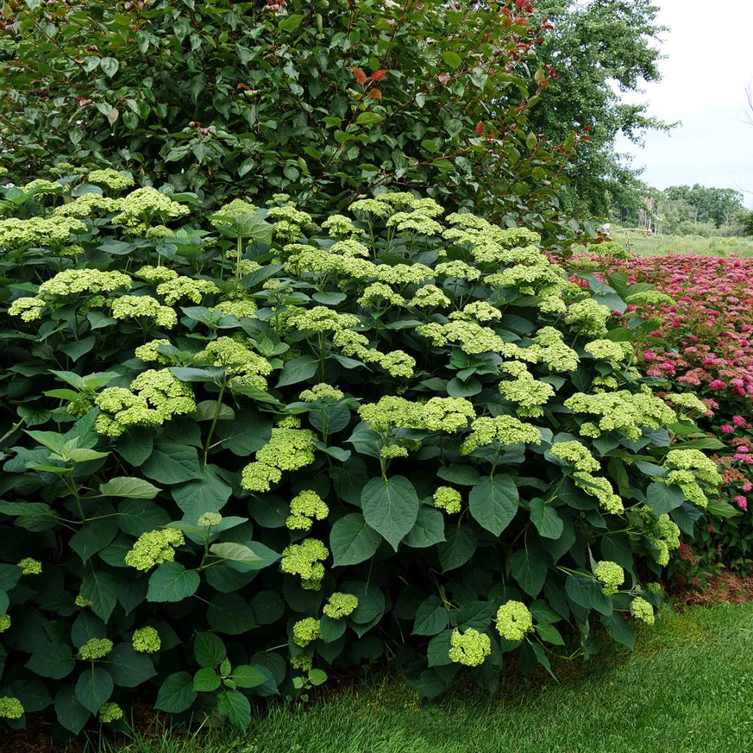 Smooth Hydrangea - INVINCIBELLE SUBLIME