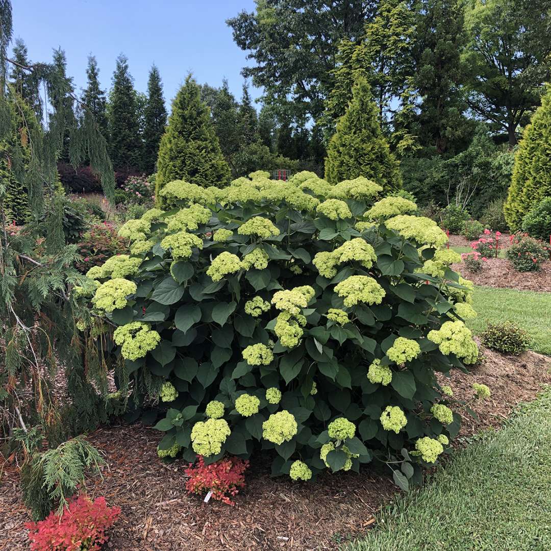 Smooth Hydrangea - INVINCIBELLE SUBLIME