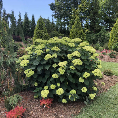 Smooth Hydrangea - INVINCIBELLE SUBLIME