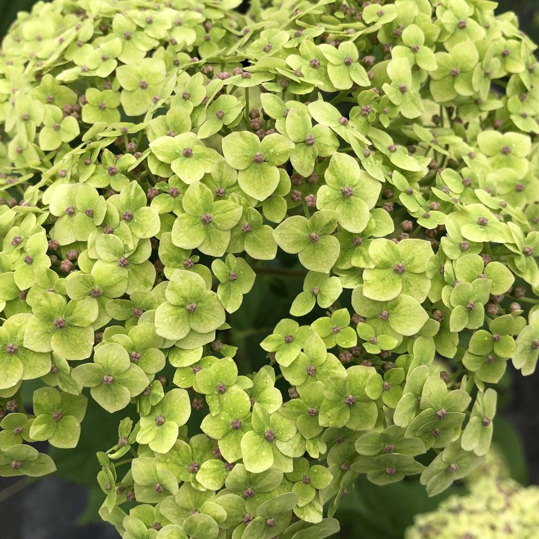 Smooth Hydrangea - INVINCIBELLE SUBLIME