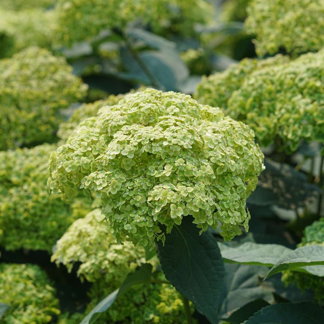 Smooth Hydrangea - INVINCIBELLE SUBLIME