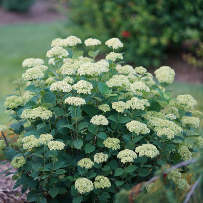 Smooth Hydrangea - INVINCIBELLE SUBLIME