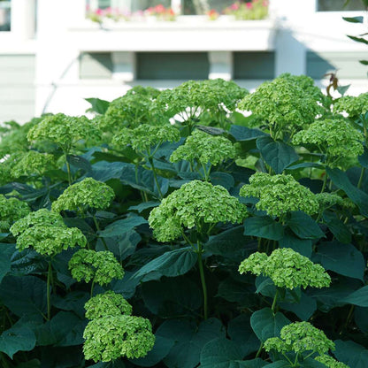 Smooth Hydrangea - INVINCIBELLE SUBLIME