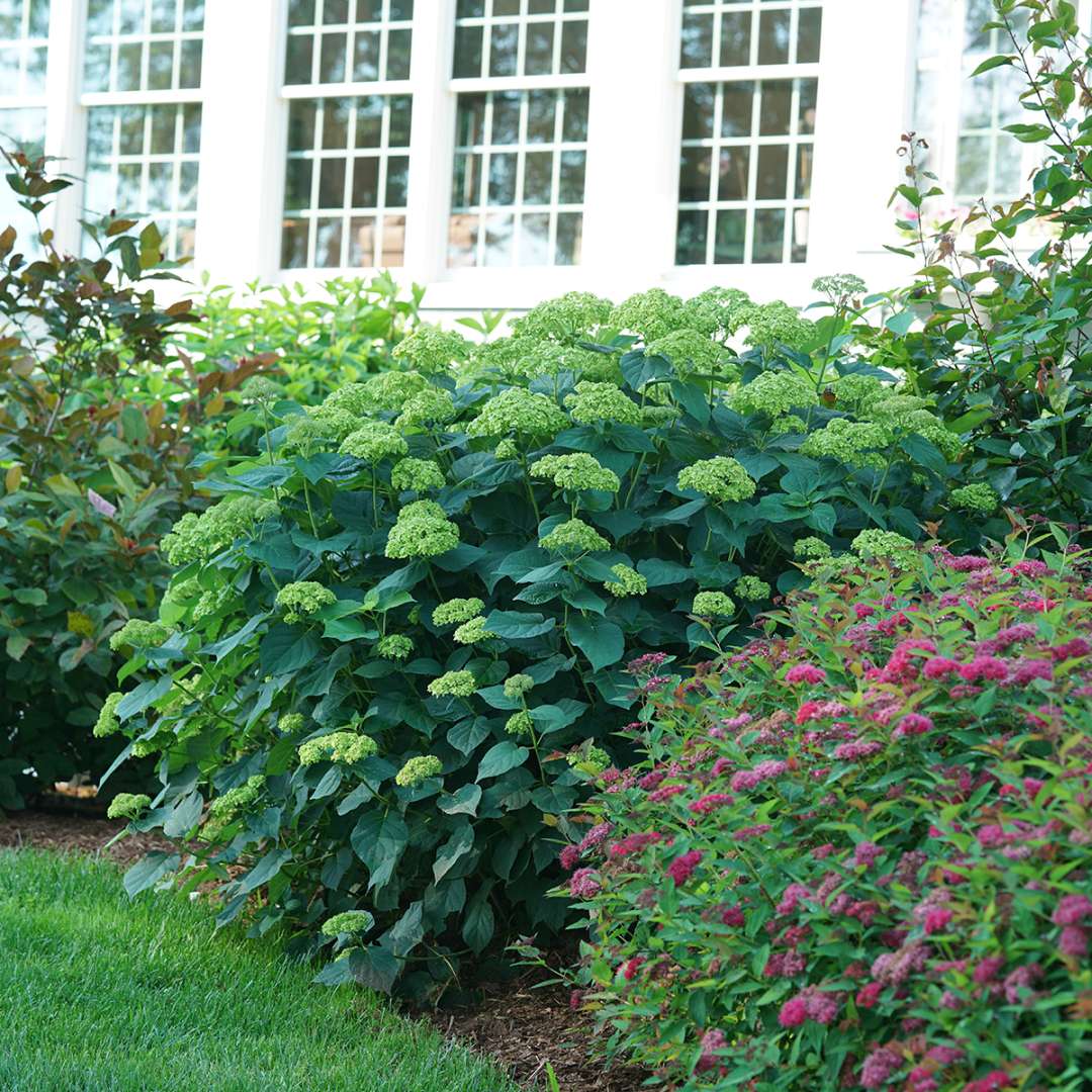 Smooth Hydrangea - INVINCIBELLE SUBLIME