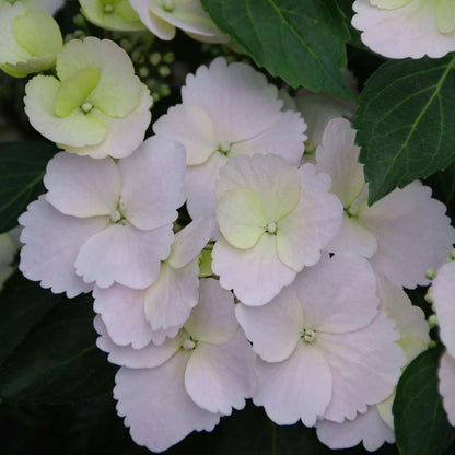 Cascade Hydrangea® - FAIRYTRAIL BRIDE