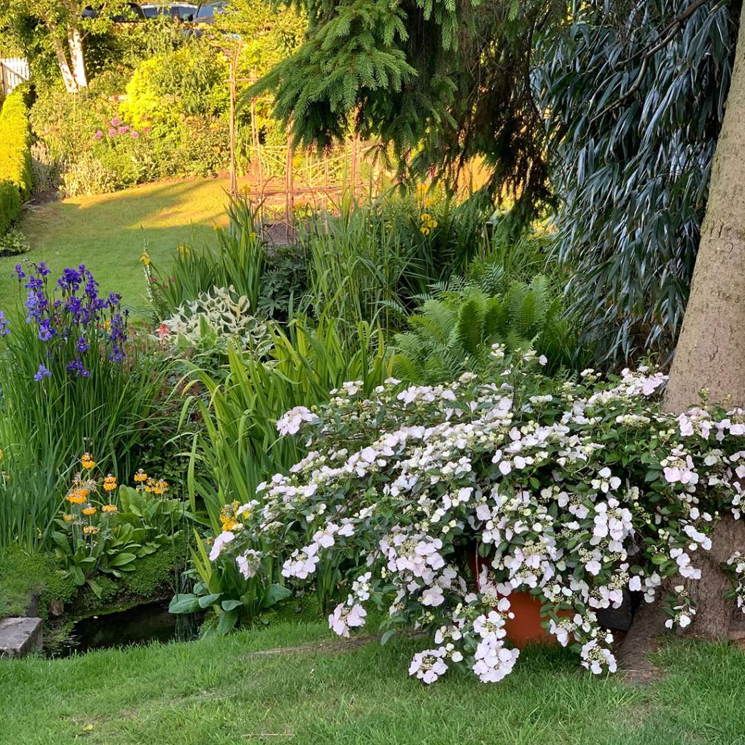 Cascade Hydrangea® - FAIRYTRAIL BRIDE