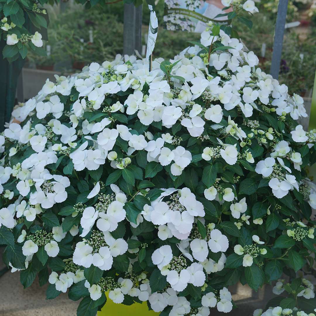 Cascade Hydrangea® - FAIRYTRAIL BRIDE