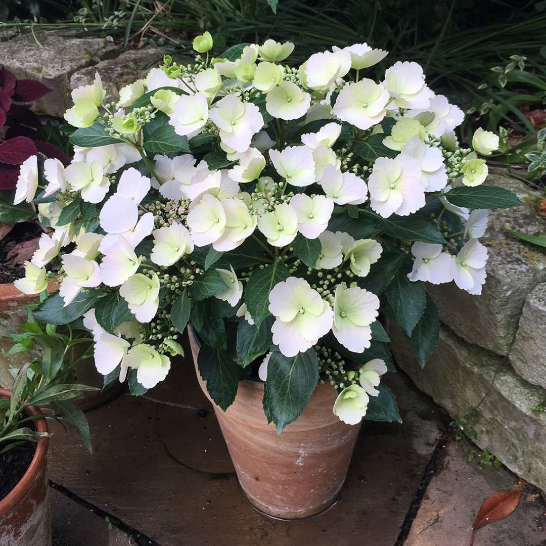 Cascade Hydrangea® - FAIRYTRAIL BRIDE