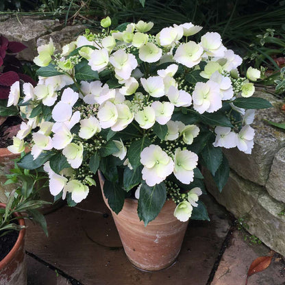 Cascade Hydrangea® - FAIRYTRAIL BRIDE