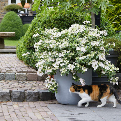Cascade Hydrangea® - FAIRYTRAIL BRIDE