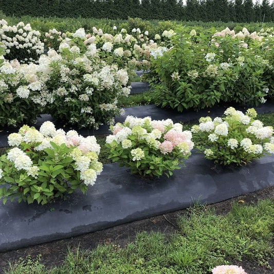 Panicle Hydrangea - FIRE LIGHT TIDBIT