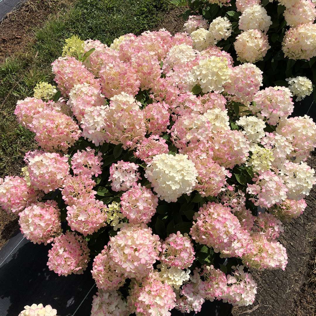Panicle Hydrangea - FIRE LIGHT TIDBIT