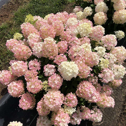 Panicle Hydrangea - FIRE LIGHT TIDBIT