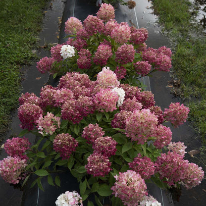 Panicle Hydrangea - FIRE LIGHT TIDBIT