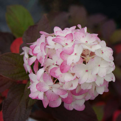 Panicle Hydrangea - FIRE LIGHT TIDBIT