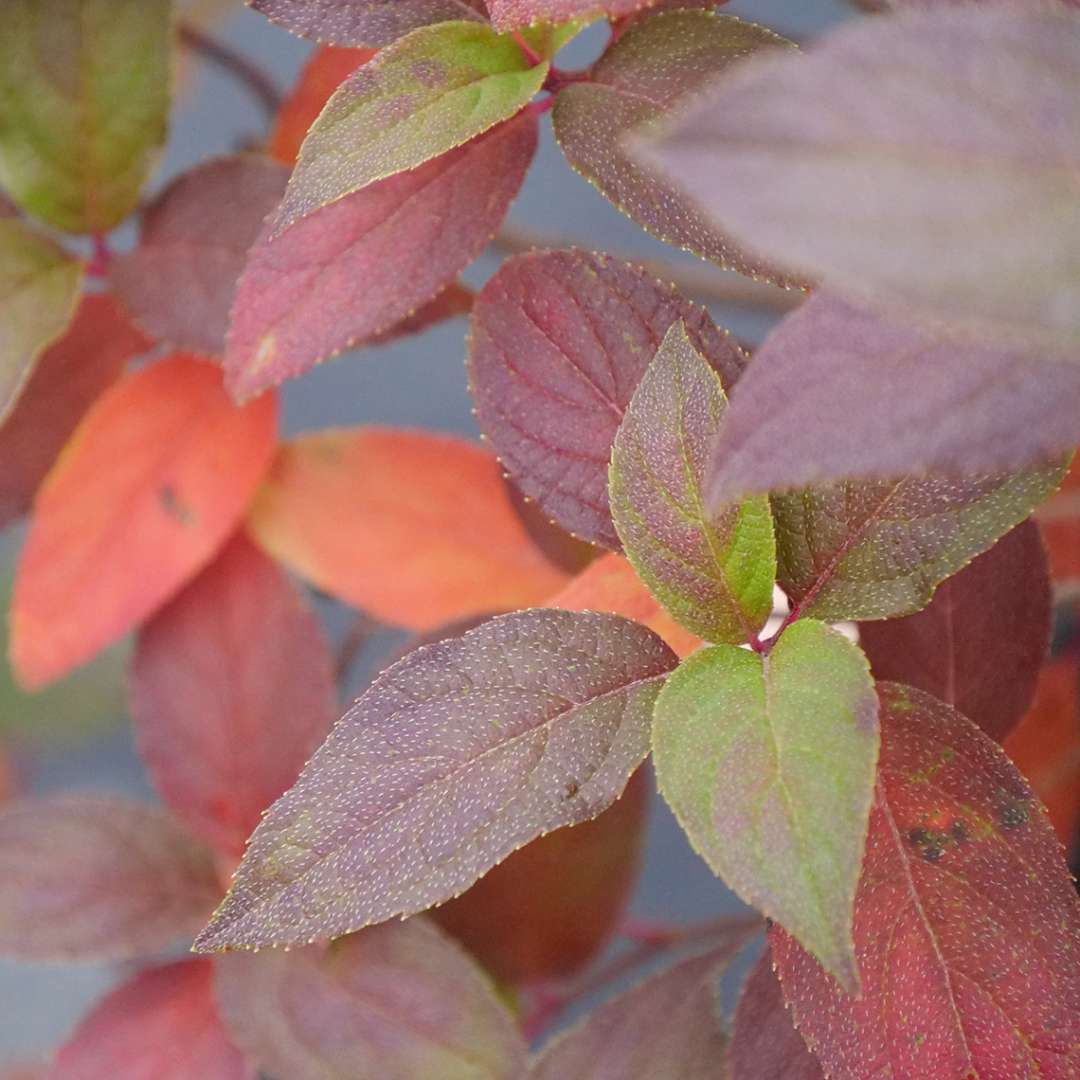 Panicle Hydrangea - FIRE LIGHT TIDBIT