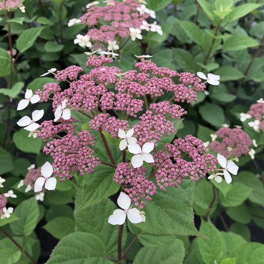 Smooth Hydrangea - INVINCIBELLE LACE