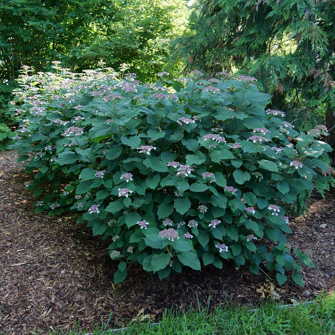 Smooth Hydrangea - INVINCIBELLE LACE