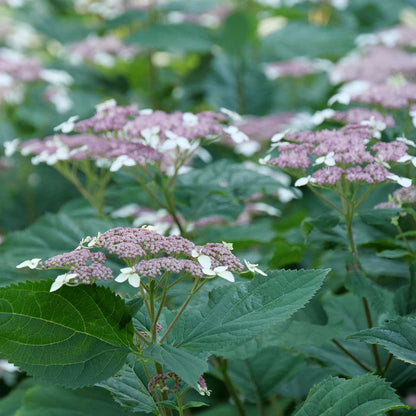 Smooth Hydrangea - INVINCIBELLE LACE
