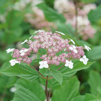 Smooth Hydrangea - INVINCIBELLE LACE