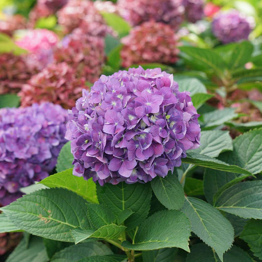 Hydrangea - Reblooming - LET’S DANCE ¡ARRIBA!