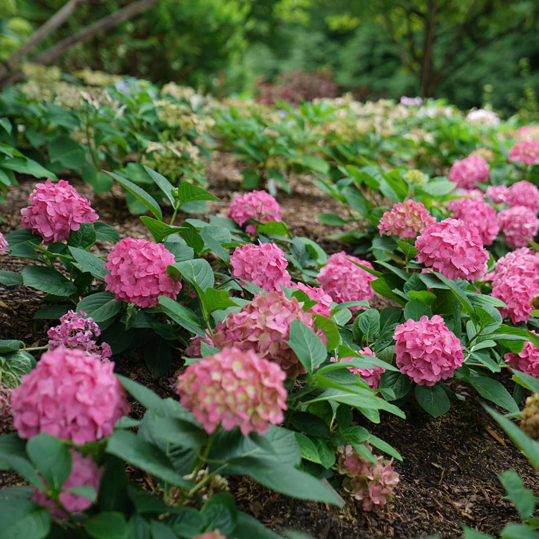 Hydrangea - Reblooming - LET’S DANCE ¡ARRIBA!